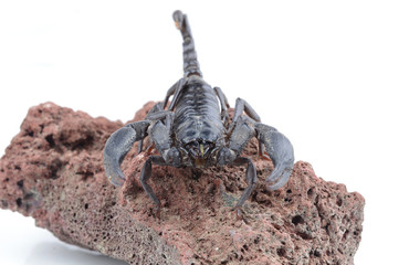 black scorpion on white background