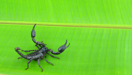 Scorpion on a leaf