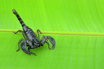 Scorpion on a leaf