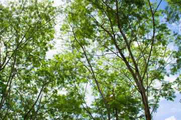 tree and clouds on blue sky