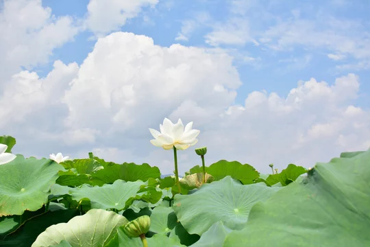 白蓮華 Images – Browse 51 Stock Photos, Vectors, and Video | Adobe