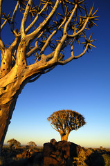 Quiver tree at sunrise in Namibia, Africa
