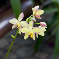 Obraz premium Yellow orchid