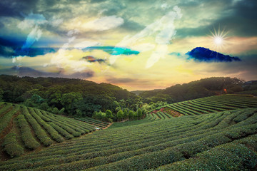 Fototapeta premium Beautiful tea garden sunset