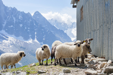 Ewes near from barn in mountains on sunny day