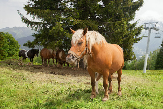 A horses grazing on mountains slope in french Alps