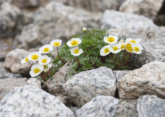 Flowers of Alpine Buttercup - Ranunculus alpestris - 69746977