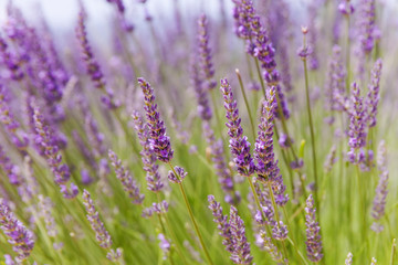 The blossom bushes of lavander in field
