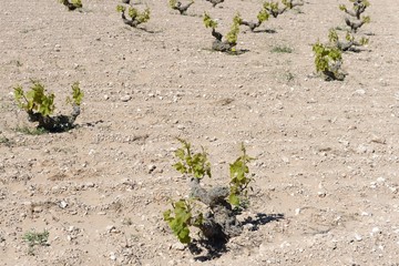 Vineyard near  town of Torrevieja
