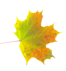 autumn leaf