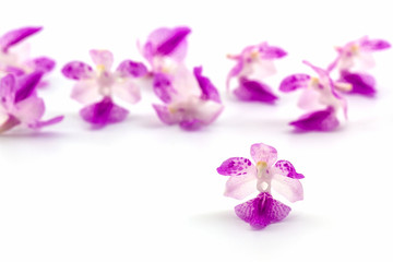 Fototapeta na wymiar Flower orchid, Aerides on white background.