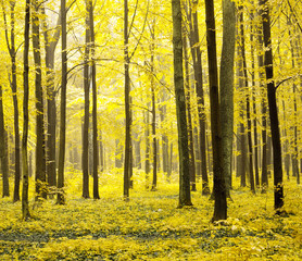 Fototapeta premium autumn forest