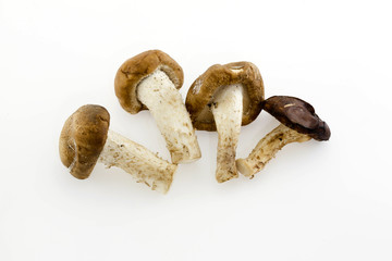 Dried Chinese mushroom on the White background