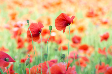red poppy