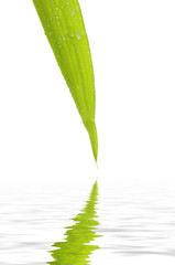 Fototapeta na wymiar Bamboo leaf with reflection