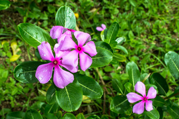 Purple Periwinkle