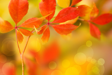 bunte Blätter im Herbst