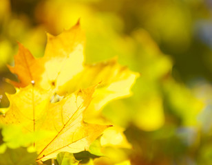 Obraz premium autumn leaves