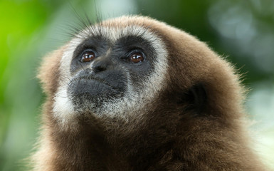 gibbon