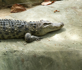 Alligator
