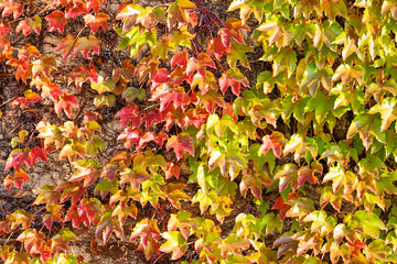 orange and green leaves