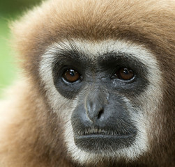 gibbon