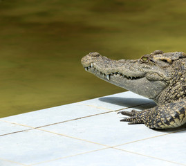 Alligator