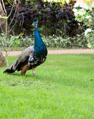 Obraz premium peacock
