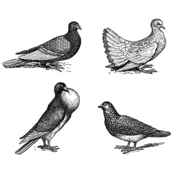 Différentes Races de Pigeons