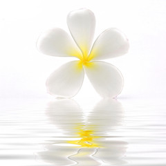 Fototapeta na wymiar Frangipanis flowers with water reflection