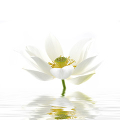 Fleur de lys élégante reflétée dans l& 39 eau rendue