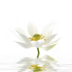 Keuken foto achterwand Waterlelie Elegant lily flower reflected in rendered water