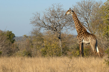 Giraffe in the kruger National Park in horizontal
