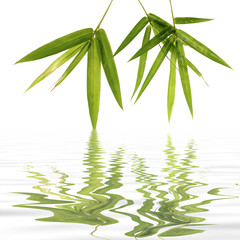 Fototapeta na wymiar Young green bamboo leaves