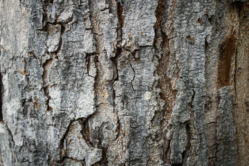 bark