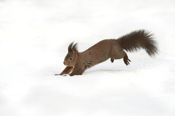 Squirrel running in the snow