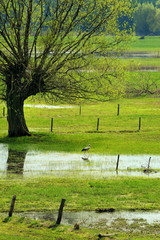 Krajobraz wiejski z bocianem, łaki rozlewiska © janmiko