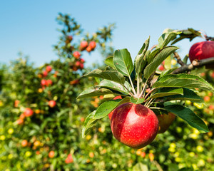 Tasty red apples from close