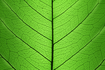 Naklejka na ściany i meble Background of Green Leaf cell structure - natural texture