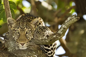 Abwaschbare Fototapete Leopard © Ozkan Ozmen