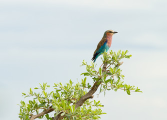 bee-eater (Namibia)