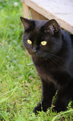 black cat in the green grass