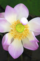Lotus close up