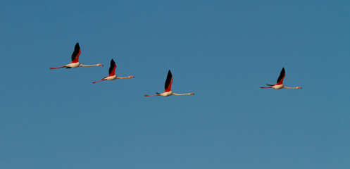 flying flamingos