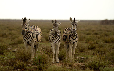 three zebras in the rain