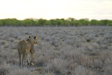 Obraz na płótnie Canvas lioness Etosha / Namibia