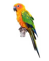 Wall murals Parrot Sun Conure parrot bird