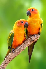 Abwaschbare Fototapete Papagei Papageienvogel Sun Conure