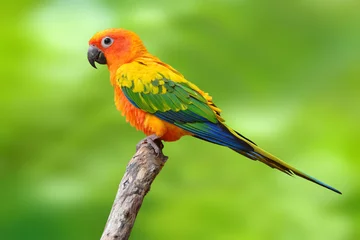 Fotobehang Papegaai Zonparkiet papegaai vogel