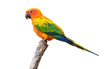 Zelfklevend Fotobehang Papegaai Zonparkiet papegaai vogel